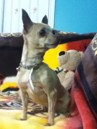 Maman Chihuahua